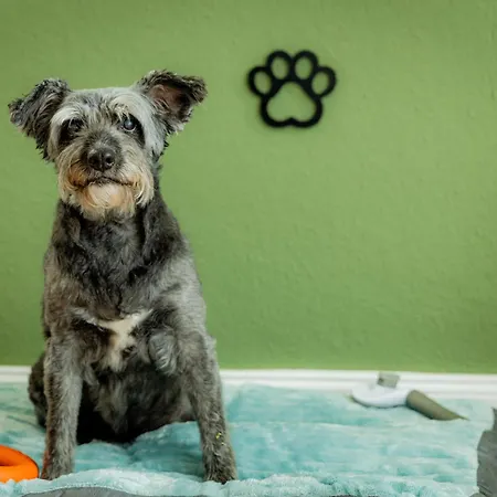Ferien - Hunde Herzlich Willkommen Appartement *